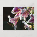 Suche nach rosa lilien postkarten Für sie