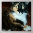 Recherche de chat dans les bottes posters Chaton