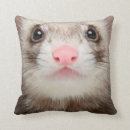Recherche de furet coussins Animal de compagnie