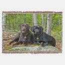 Suche nach schokoladen labrador decken Haustiere