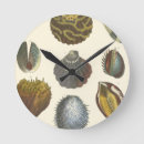 Recherche de coquilles de mer horloges Coquillage