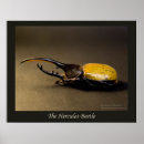 Suche nach beetle poster Bug