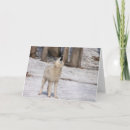 Suche nach weißer wolf karten Natur