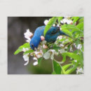 Recherche de alimentation cartes postales Nature