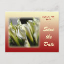 Recherche de zantedeschia cartes postales Lis