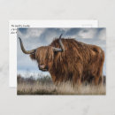 Suche nach highland cow postkarten Bauernhof