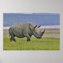 Recherche de rhinocéros blanc posters Kenya