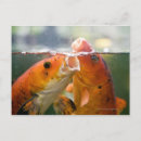 Recherche de carpe koi cartes postales Horizontal