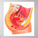 Recherche de reproducteur posters Trompes de fallope