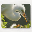 Recherche de augustine tapis souris Floride