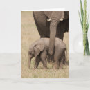 Suche nach afrikanischer elefant karten Wildtiere