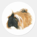 Suche nach cavy aufkleber Nagetier