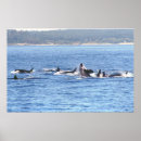 Recherche de mammifères marins posters Baleines