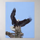 Suche nach raubvogel poster Führung