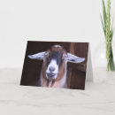 Recherche de chèvre de billy vœux cartes Animaux de ferme