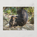 Suche nach konzentration postkarten Tierwelt