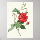 Suche nach vintage rote rosen poster Botanik