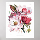 Suche nach rosa magnolie poster Vintag