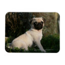 Recherche de chiot de carlin magnets Chiots