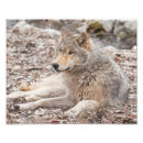 Recherche de loup photographie Gris