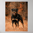 Suche nach rottweiler poster Rottie