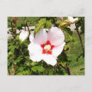 Suche nach knospen postkarten Blüten