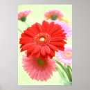 Recherche de marguerite de gerbera posters Floraison