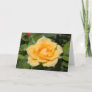 Suche nach gelbe rosen karten Fotografie