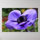 Suche nach anemone poster Sommer