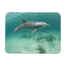 Suche nach bahamas magnete Freeport