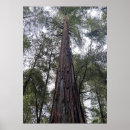 Recherche de forêt de séquoia posters Tronc d'arbre