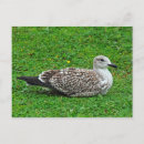 Recherche de harengs cartes postales Nature