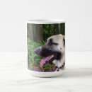Recherche de perros tasses Berger