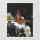 Suche nach gemalte schmetterlinge poster Blume