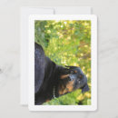 Suche nach rottweiler einladungen Verrotten