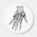 Suche nach anatomie magnete Hand