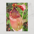 Recherche de plantes carnivores posters Botanique