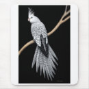 Recherche de cockatiel tapis souris Oiseaux