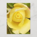 Suche nach rosenknospe postkarten Blume