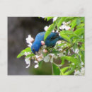 Recherche de bouquet bleu cartes postales Oiseau