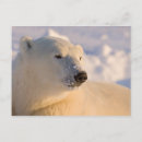 Suche nach hudson bay postkarten Ursus maritimus