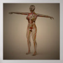 Suche nach plexus Lumbaler plexus