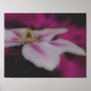 Suche nach clematis poster Fotografie
