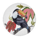 Recherche de oiseaux exotiques planches à découper Toucan