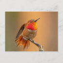 Recherche de rousse cartes postales Nature