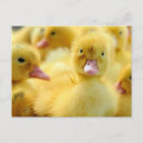 Recherche de de caneton cartes postales Mignon
