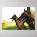 Suche nach belgische poster Malinois