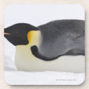 Suche nach kaiser pinguin untersetzer Kalte temperatur