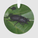 Suche nach käfer ornamente Fehler