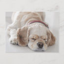 Suche nach cocker spaniel hunde postkarten Tier